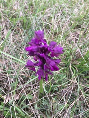 Anacamptis morio morio