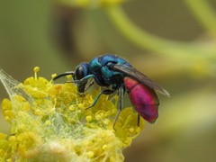 Chrysis comparata