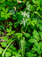 Ornithogalum boucheanum