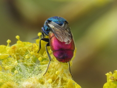 Chrysis comparata