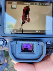 Zygaena rhadamanthus