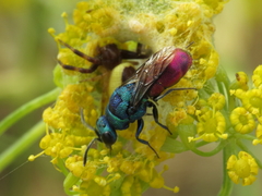 Chrysis comparata