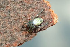 Cyrtophora guangxiensis