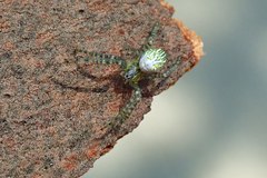 Cyrtophora guangxiensis