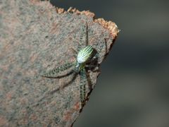 Cyrtophora guangxiensis