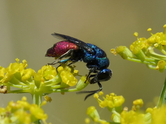 Chrysis comparata