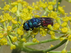 Chrysis comparata