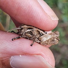 Pamphagus milevitanus