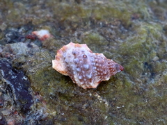 Bursidae