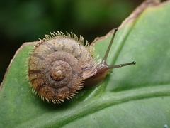 Plectotropis mackensii image