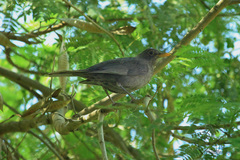 Turdus merula