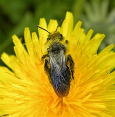 Andrena vaga