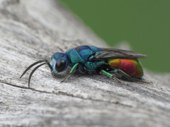 Chrysis comparata