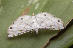 Pycnarmon cribrata