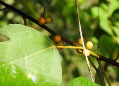 Ficus grossularioides