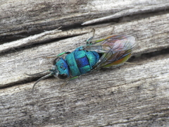 Chrysis comparata