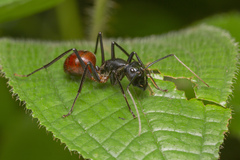 Dinomyrmex gigas