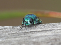 Chrysis comparata