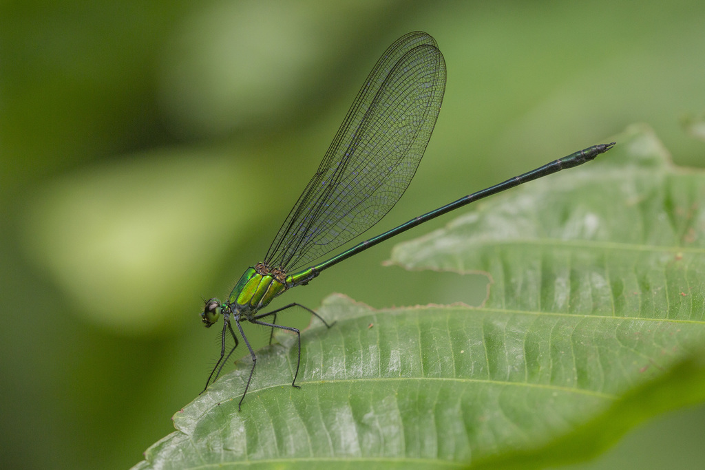 Common Flashwing