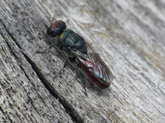 Chrysis gracillima