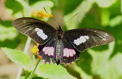 Parides zacynthus