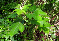 Ficus grossularioides