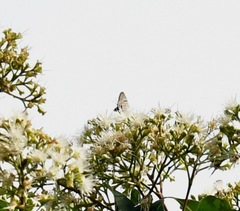 Deudorix epijarbas