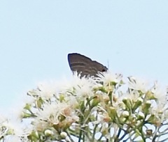 Deudorix epijarbas