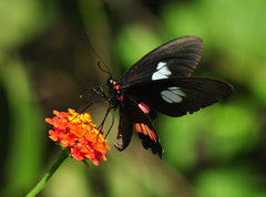 Parides zacynthus