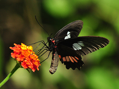 Parides zacynthus