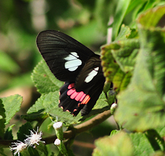 Parides zacynthus
