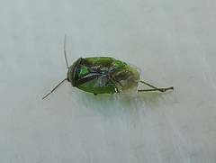 Heteroptera