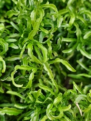 Melicytus lanceolatus