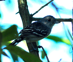 Thamnophilus ambiguus