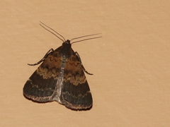 Hydrillodes metisalis