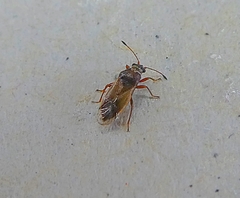 Cymus melanocephalus