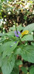 Stachytarpheta urticifolia