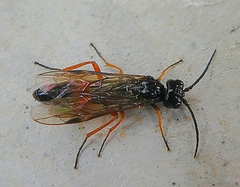 Hymenoptera