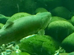 Ptychocheilus lucius