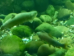 Ptychocheilus lucius