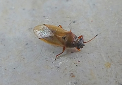 Cymus melanocephalus