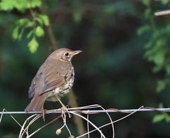 Turdus philomelos