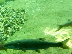 Ptychocheilus lucius