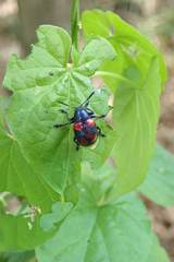 Platycorynus undatus