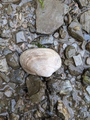 Ruditapes philippinarum