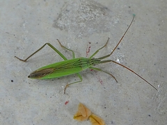Miridae