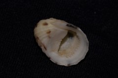 Nerita histrio