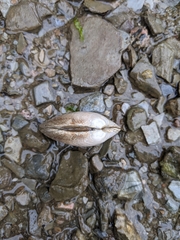 Ruditapes philippinarum