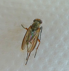 Diptera