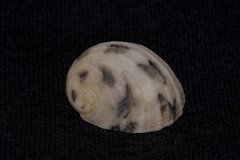 Nerita histrio